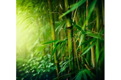 Бамбуковый лес ранним утром 