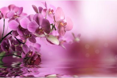 Композиция из фиолетовых орхидей касается воды