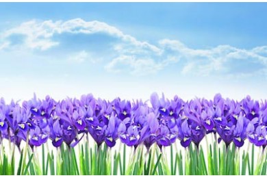 Нарисованные фиолетовые ирисы ранней весной