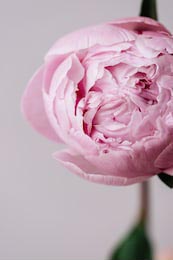Нежный розовый одиночный цветок пиона на сером фоне