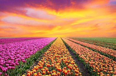 Весенний пейзаж с рядами тюльпанов на рассвете