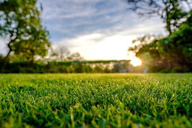 Зеленая свежая трава на фоне солнечного заката дня