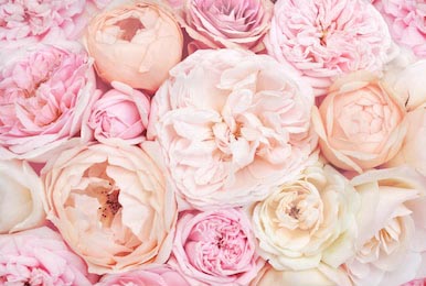 Цветущие нежные розы в пастельных тонах