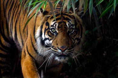 Красивый суматранский тигр в диких джунглях