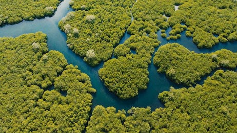 Вид с воздуха на мангровые леса и реку на острове