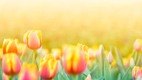Яркое солнце светит на сад тюльпанов
