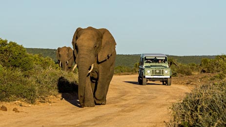 Слоны гуляют по Национальному парку Аддо