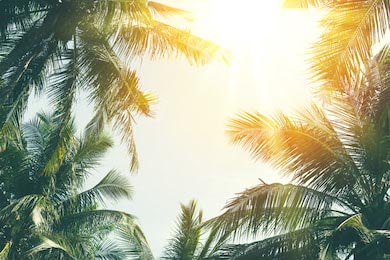 Силуэт тропической пальмы с солнечным светом