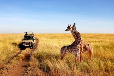 Дикие жирафы в африканской саванне в Танзании