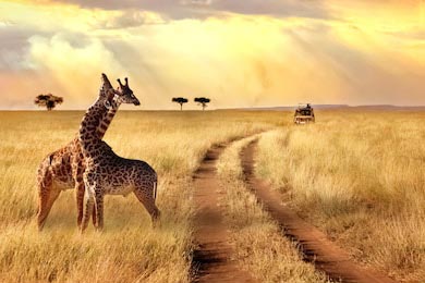 Влюбленная пара жирафов в национальном парке