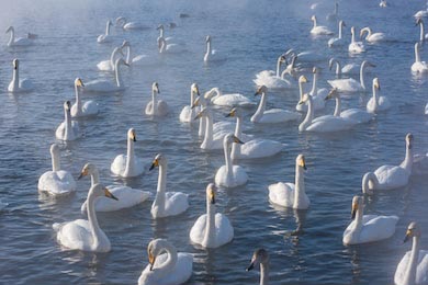 Красивые белые лебеди-кликуны плавают в озере зимой