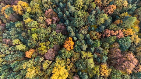 Осенний цветной лес с высоты птичьего полета