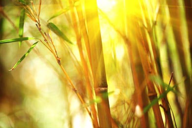 Бамбуковый лес растущий сквозь яркий солнечный свет