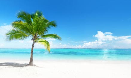 Одинокая пальма на пляже, Доминиканская республика