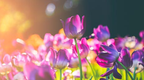 Фиолетовый тюльпан, освещенный солнечным светом
