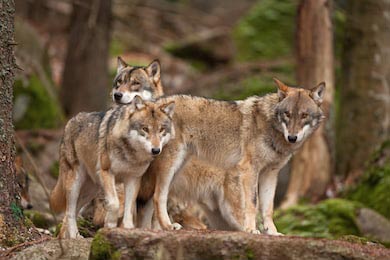 Семейство серых волков сидящих на камне в лесу