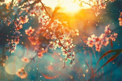 Красивая природа с цветущим деревом сакуры