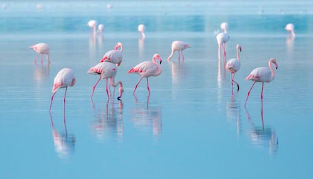 Фламинго гуляют по соленному озеру Кипра