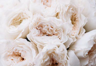 Красивые цветущие белые пионы 