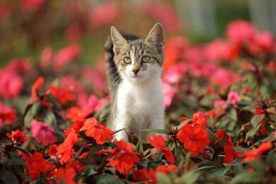 Милый кот играет в красных цветах в саду