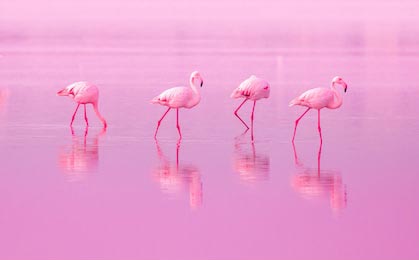 Фламинго гуляют по озеру на розовом закате на Кипре