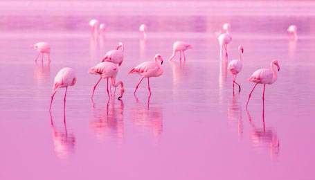 Розовые фламинго в розовом озере на закате