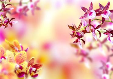 Цветущие розовые и желтые орхидеи на размытом фоне