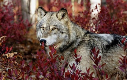 Серый волк в красивой красной листвы