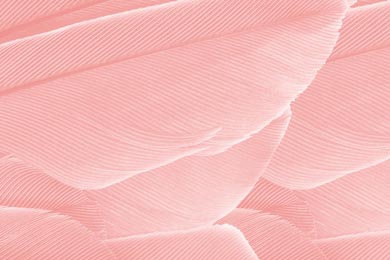 Нежно розовые перья на розовом фоне