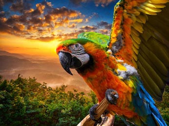 Разноцветный попугай в джунглях на закате дня
