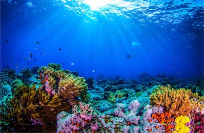 Панорама подводного мира. Коралловый риф и океан