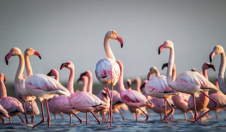 Фламинго в воде в золотом свете на закате