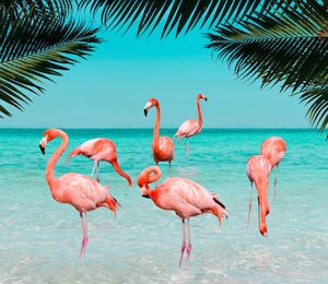 Фламинго, стоящий в прозрачном синем море
