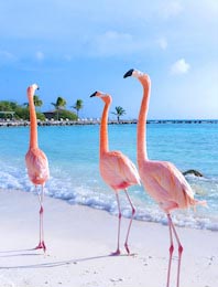 Красивый розовый фламинго на пляже