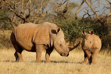 Мама белого носорога с маленьким детенышем
