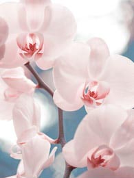 Розовая орхидея фаленопсис на размытом голубом фоне