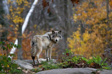 Одинокий лесной волк, стоящий на скалистой скале