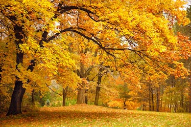 Живописный парк с золотыми деревьями осенью