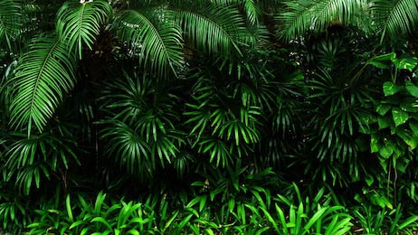 Вертикальный сад с тропическим зеленым листом