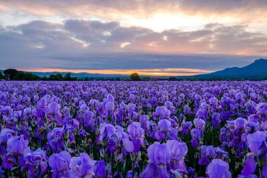 Поле с цветущими фиолетовыми ирисами на закате дня