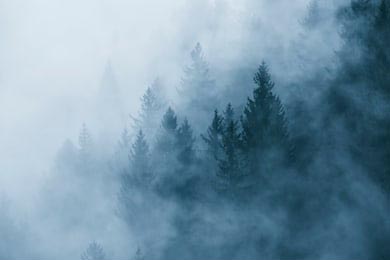 Лесной пейзаж в утреннем тумане