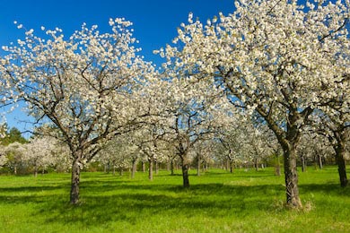 Цветущий яблоневый сад на зеленых полях