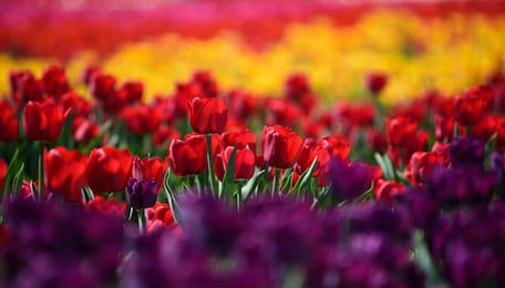 Цветные тюльпаны в поле фокусируются на красных