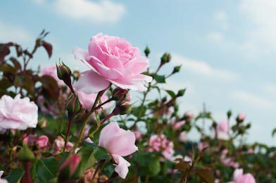 Розовая кустовая роза на фоне голубого неба