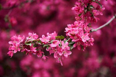 Красивые ярко-розовые цветы сакуры на розовом фоне