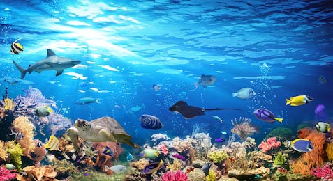 Подводная сцена с рифом и экзотическими рыбами