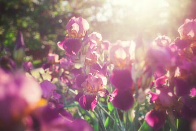 Фиолетовые цветы ириса в саду ранним утром