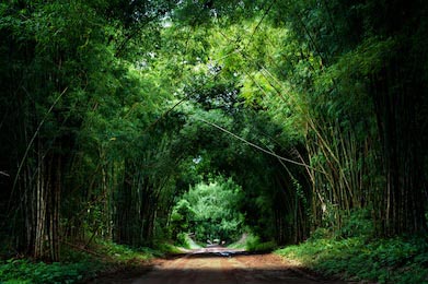 Дорога из бамбукового тунеля