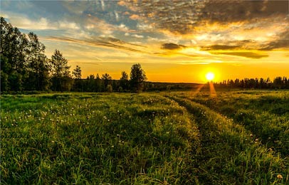 Цветочный луг на сельской ферме на закате дня