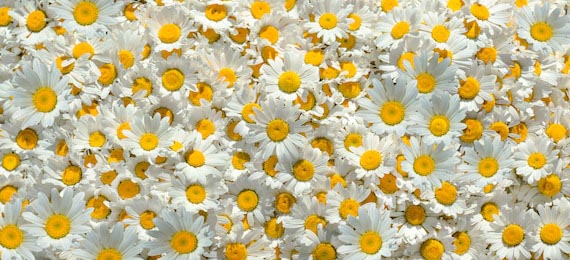 Цветочный фон из мелких белых ромашек